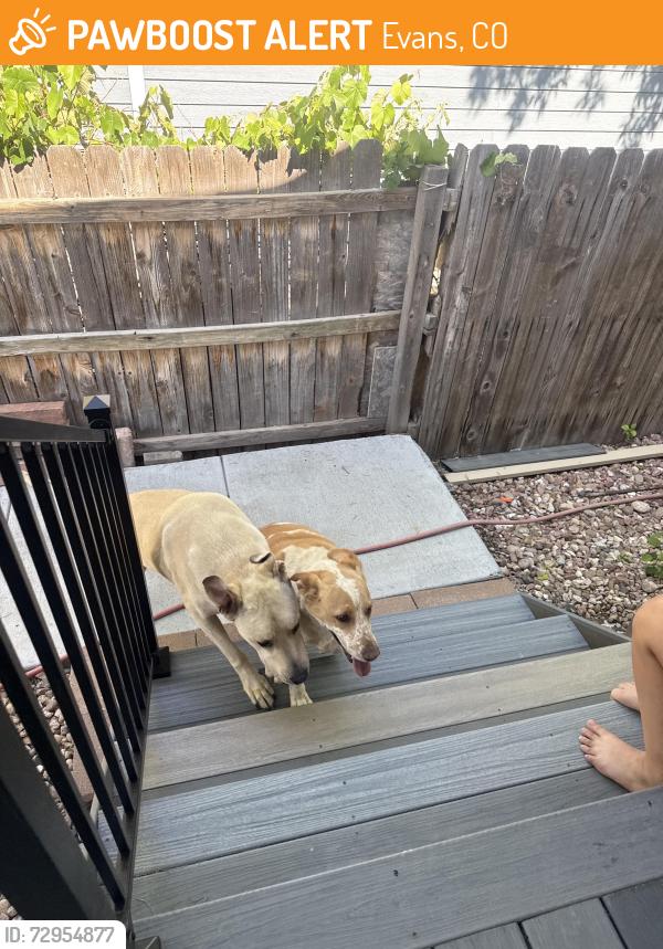 Found/Stray Unknown Dog last seen Quail st Evans , Evans, CO 80620