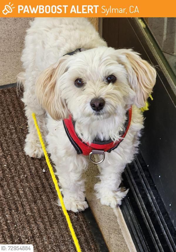 Found/Stray Male Dog last seen Veterans Park, Sylmar, CA 91342