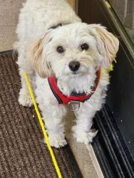 Found/Stray Male Dog last seen Veterans Park, Sylmar, CA 91342