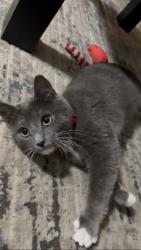 Reunited Male Cat last seen Near Old Vineyards Rd, Winston-Salem, NC 27103