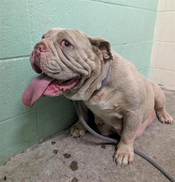 Shelter Stray Female Dog last seen RIO LINDA BLVD & RIVERA DR, Sacramento, CA 95818