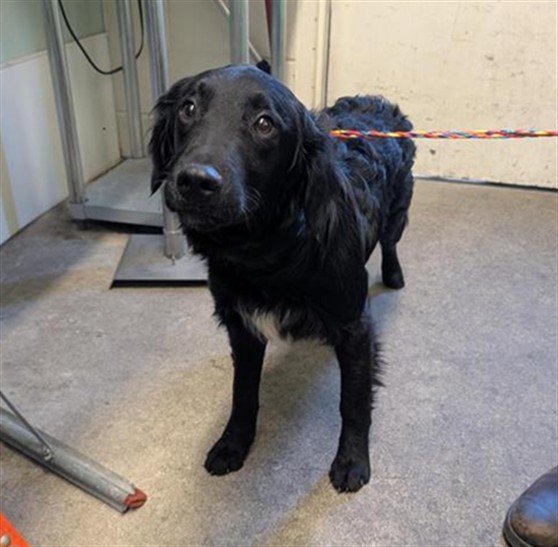 Shelter Stray Female Dog last seen W EL CAMINO AVE & TRUXEL RD, Sacramento, CA 95818