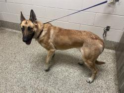 Shelter Stray Female Dog last seen Near BLOCK NEW CENTER PT, COLORADO SPRINGS CO 80922, Colorado Springs, CO 80905