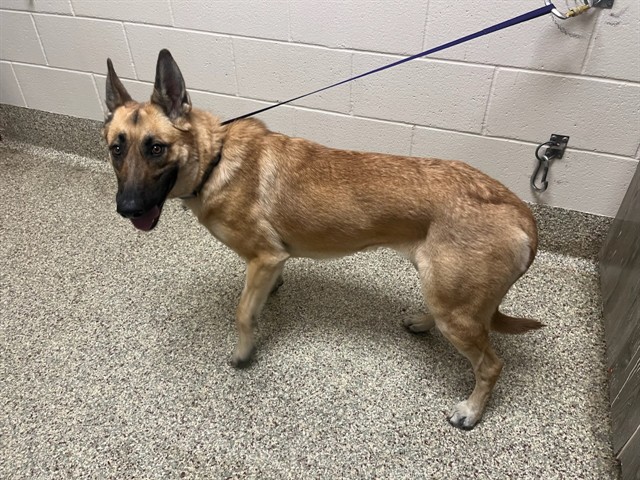 Shelter Stray Female Dog last seen Near BLOCK NEW CENTER PT, COLORADO SPRINGS CO 80922, Colorado Springs, CO 80905