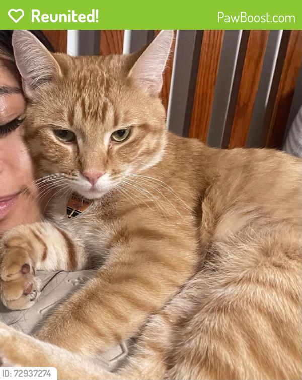Reunited Male Cat last seen Fernbrook Lane and Rrckford , Plymouth, MN 55446
