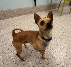 Shelter Stray Male Dog last seen N 11TH AND WALNUT, Brighton, CO 80601