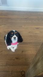 Reunited Female Dog last seen 101st and sable , Commerce City, CO 80022