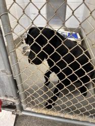 Shelter Stray Male Dog last seen Near BLOCK SPARKMAN DR, Huntsville, AL 35805