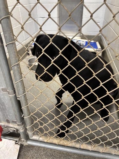 Shelter Stray Male Dog last seen Near BLOCK SPARKMAN DR, Huntsville, AL 35805
