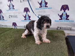 Shelter Stray Female Dog last seen , Orlando, FL 32839