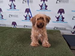 Shelter Stray Female Dog last seen , Orlando, FL 32839