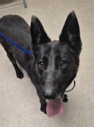 Shelter Stray Female Dog last seen Near BLOCK CHAPMAN ST, BAKERSFIELD CA 93307, Bakersfield, CA 93308