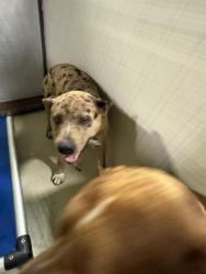 Shelter Stray Male Dog last seen Near BLOCK CARNATION ST, ROSAMOND CA 93560, Bakersfield, CA 93308