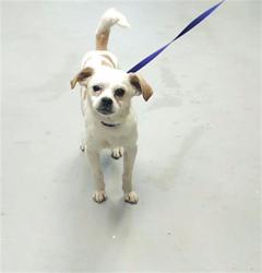 Shelter Stray Male Dog last seen Near BLOCK PAMALEE DR, FAYETTEVILLE NC 28301, Fayetteville, NC 28306