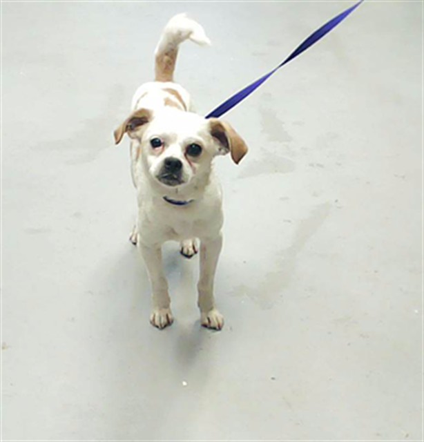 Shelter Stray Male Dog last seen Near BLOCK PAMALEE DR, FAYETTEVILLE NC 28301, Fayetteville, NC 28306