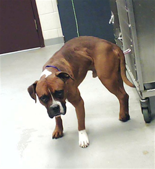 Shelter Stray Male Dog last seen Near BLOCK RHEW ST, FAYETTEVILLE NC 28303, Fayetteville, NC 28306