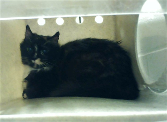 Shelter Stray Female Cat last seen Near BLOCK COMPASS CT, FORT LIBERTY NC 28310, Fayetteville, NC 28306
