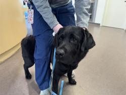 Shelter Stray Male Dog last seen BELLERIVE PARK, Brentwood, MO 63144