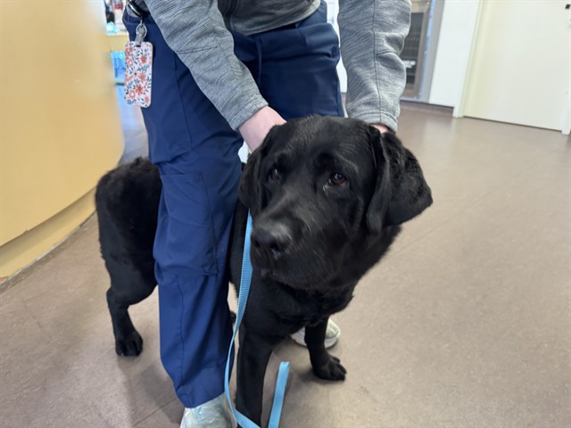 Shelter Stray Male Dog last seen BELLERIVE PARK, Brentwood, MO 63144