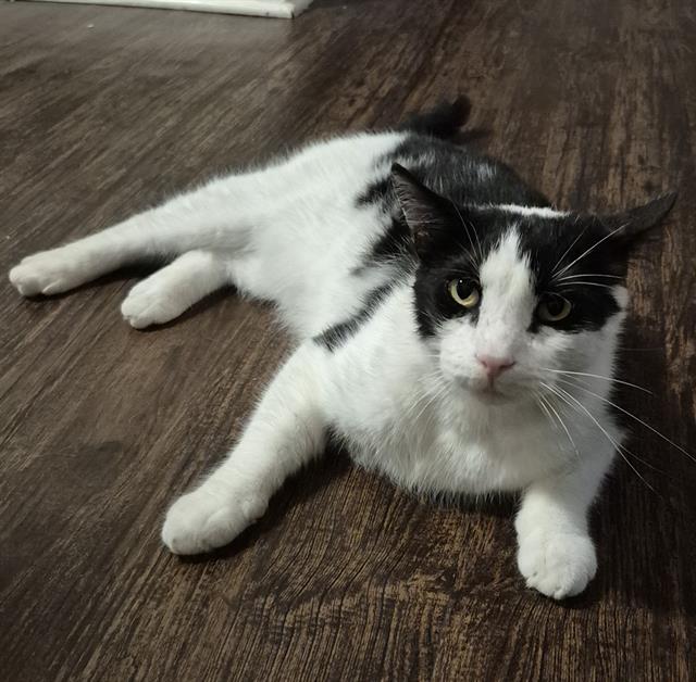 Shelter Stray Male Cat last seen Near BLOCK ROOSEVELT AVE, San Antonio, TX 78227