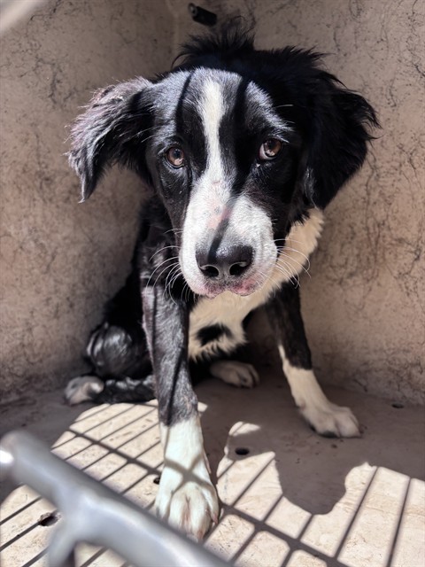 Shelter Stray Female Dog last seen Near BLOCK SW 38TH ST, Oklahoma City, OK 73129