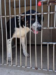 Shelter Stray Male Dog last seen Near BLOCK SW 38TH ST, Oklahoma City, OK 73129