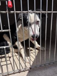 Shelter Stray Male Dog last seen Near BLOCK SW 38TH ST, Oklahoma City, OK 73129