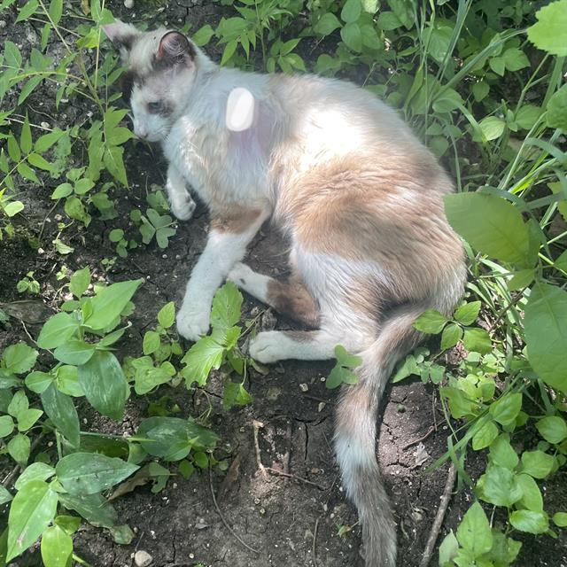 Shelter Stray Female Cat last seen Near BLOCK RICARDO, San Antonio, TX 78227