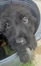 Shelter Stray Male Dog last seen E COMMERE ST, San Antonio, TX 78227