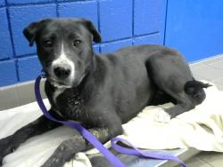Shelter Stray Female Dog last seen Near BLOCK LAFAYETTE DR NE BUILDING18 APT 101, Albuquerque, NM 87112
