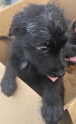 Shelter Stray Male Dog last seen E COMMERE ST, San Antonio, TX 78227