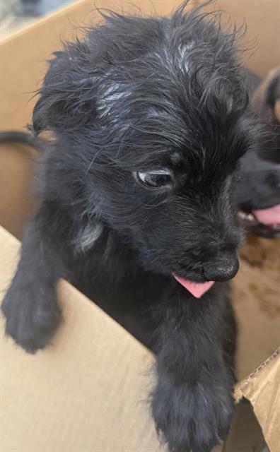Shelter Stray Male Dog last seen E COMMERE ST, San Antonio, TX 78227