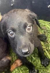 Shelter Stray Female Dog last seen E COMMERE ST, San Antonio, TX 78227