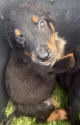 Shelter Stray Female Dog last seen E COMMERE ST, San Antonio, TX 78227