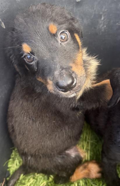 Shelter Stray Female Dog last seen E COMMERE ST, San Antonio, TX 78227