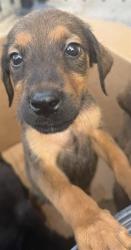 Shelter Stray Female Dog last seen E COMMERE ST, San Antonio, TX 78227
