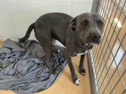Shelter Stray Male Dog last seen N SIERRA WAY, San Bernardino, CA 92401