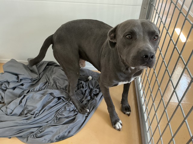 Shelter Stray Male Dog last seen N SIERRA WAY, San Bernardino, CA 92401