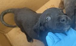 Shelter Stray Female Dog last seen E COMMERE ST, San Antonio, TX 78227