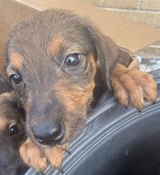 Shelter Stray Female Dog last seen E COMMERE ST, San Antonio, TX 78227