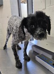 Shelter Stray Male Dog last seen Near BLOCK N SYCAMORE AVE, San Bernardino, CA 92401