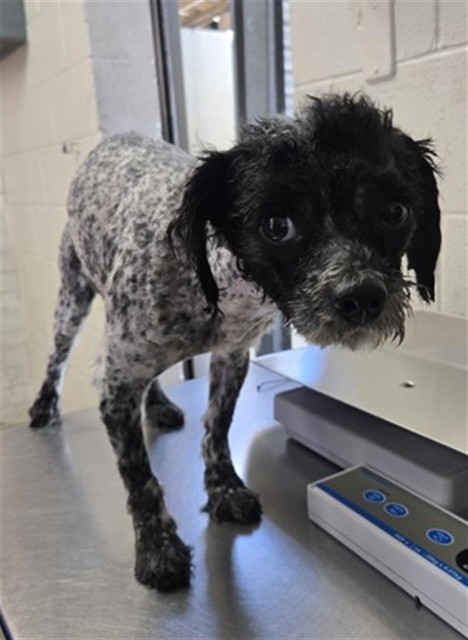 Shelter Stray Male Dog last seen Near BLOCK N SYCAMORE AVE, San Bernardino, CA 92401