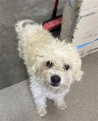 Shelter Stray Male Dog last seen Near BLOCK CHANDLER PL, San Bernardino, CA 92401
