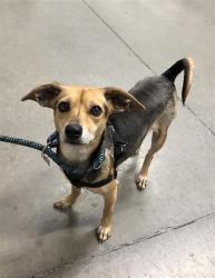 Shelter Stray Female Dog last seen Near BLOCK E HUNTINGTON BLVD, FRESNO CA 93702 3215, Fresno, CA 93727