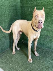 Shelter Stray Male Dog last seen , Quartz Hill, CA 93536