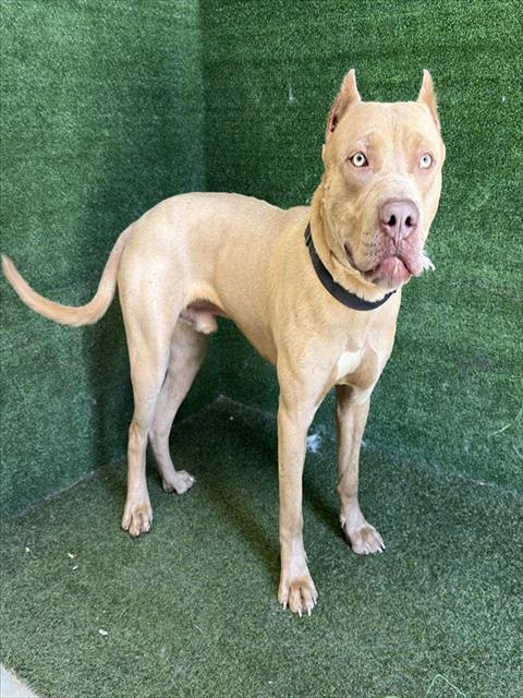 Shelter Stray Male Dog last seen , Quartz Hill, CA 93536