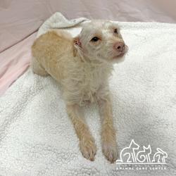 Shelter Stray Female Dog last seen MAGNET/BOSQUE, 92618, Irvine, CA 92618