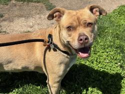 Shelter Stray Female Dog last seen Near BLOCK E 8TH ST, PUEBLO CO 81001, Pueblo, CO 81008
