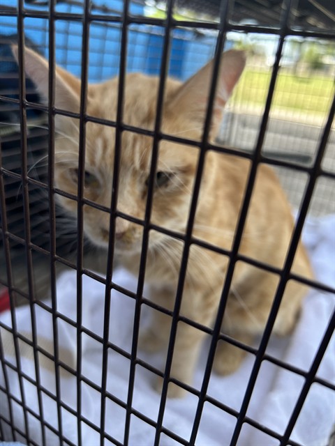 Shelter Stray Male Cat last seen , Tucson, AZ 85745