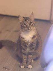 Reunited Female Cat last seen Los Angeles , Los Angeles, CA 90012